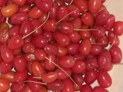 ナツグミ　茱萸　グミの実　農薬不使用のサムネイル