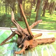 2026年最新】ブランチウッドの人気アイテム - メルカリ