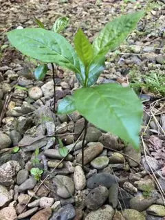 tokyojoe様 リクエスト 3点 まとめ商品