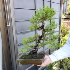週末セール 糸魚川真柏 37年 BONSAI 送料無料 インテリア 盆栽 鉢のサムネイル