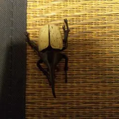 Item thumbnail for item 063f9c4d-f0fb-4986-979e-f567825e060d