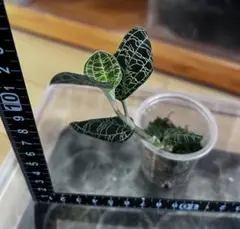 2026年最新】マコデスペトラ斑入りの人気アイテム - メルカリ