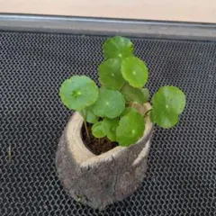 ウォーターマッシュルームのサムネイル
