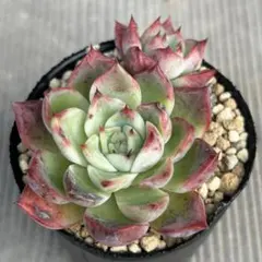 2025年最新】相府蓮の人気アイテム - メルカリ