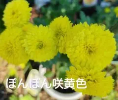 ポンポン菊苗　苗　グリーン黄色のサムネイル