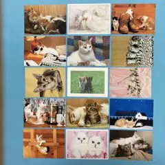 [P216] ポストカード「ねこ」30枚+2枚