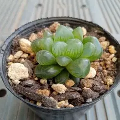 No.11　ハオルチア・オブツーサ　抜き苗　多肉植物