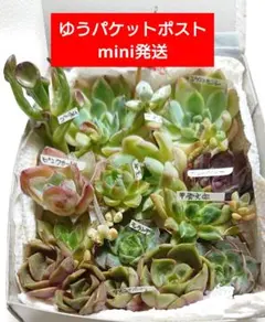 【多肉の寄せ植えセット】 カット苗 名前付き 小苗 エケベリア 多肉植物 ピックのサムネイル