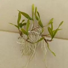 hogi様 リクエスト 2点 まとめ商品