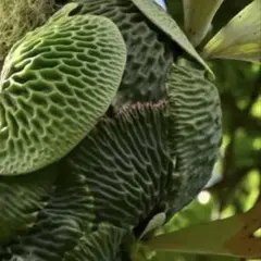 2026年最新】マダガスカリエンセの人気アイテム - メルカリ