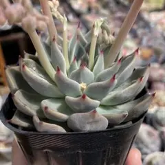 hikaru様 リクエスト 3点 まとめ商品