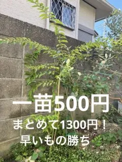 ムラサキシキブ 苗 根付き ★ 1苗 500円　ガーデニングのサムネイル
