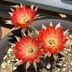 【46センチ高】ロビビア　交配　11年物　鉢ごと発送 46センチ高】ロビビア 交配 11年物 鉢ごと発送 - メルカリ