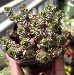 ✡斑入りミセバヤ カット苗 多肉植物 斑入りミセバヤ 多肉 カット苗 【6本】観葉植物 - メルカリ