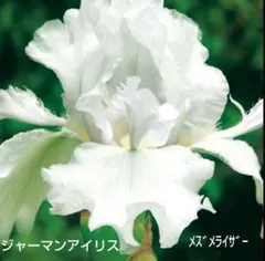 ジャーマンアイリス球根 スプラッターマターズ 3芽付き大球と小球