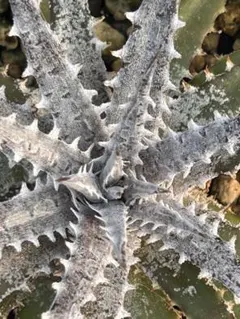 Dyckia Powder ディッキア - メルカリ