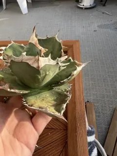 Agave Titanota イタリア実生 選抜 オテロイ 矮性 コンパクト個体