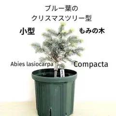 2026年最新】もみの木 苗木の人気アイテム - メルカリ