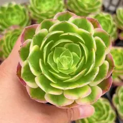 35#多肉植物アエオニウム錦❤️碧火❤️1大頭9cm 拔き苗 - メルカリ