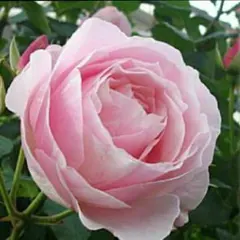 バラ　挿し木苗　フレンチ　少し訳あり