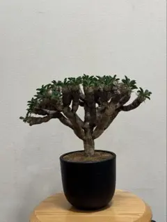 ユーフォルビア　ギラウミニアナのサムネイル