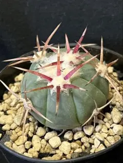 2025年最新】エキノカクタスの人気アイテム - メルカリ