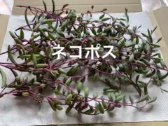 多肉植物　ルビーネックレス　カット苗　【ネコポス】
