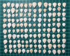 貝殻　穴あき　140個