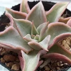 りんりん様 リクエスト 4点 まとめ商品