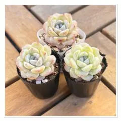 ꕤ 現品 3苗セットꕤ 多肉植物 ꕤ 美苗ꕤ 【T-00】