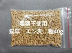 살충제를 사용하지 않았습니다!고양이 풀씨 ☆ 귀리 40g