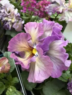 Kazmax35様 リクエスト 2点 まとめ商品