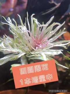 せら様　ご専用