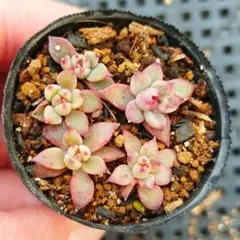 2026年最新】中里リンゼアナ 札の人気アイテム - メルカリ