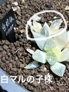 2025年最新】白蛇伝 ハオルチアの人気アイテム - メルカリ