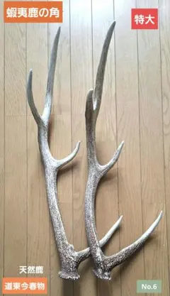 天然エゾシカ角 約70cm - メルカリ