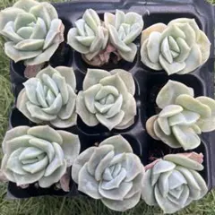 プロフィール見てね❣️✡️No.R✡️様 リクエスト 2点 まとめ商品