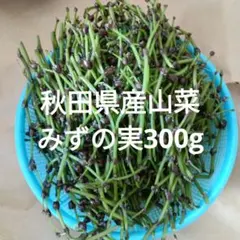 ❤️毎年大人気❣️ ミズの実 みずの実 ミズのコブ みずのこぶ 山菜