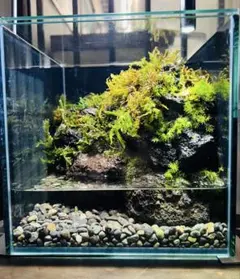 セール品 エキゾテラ6060水槽レイアウト 滝テラリウム 苔テラリウム