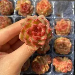 D0052　ブドウ・ジェニー　16苗　多肉植物　土と根付き エケベリア 韓国苗のサムネイル