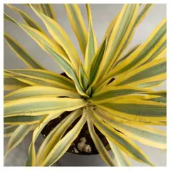 2025年最新】グロリオサ ユッカの人気アイテム - メルカリ