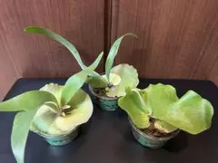 2025年最新】ビカクシダ 苗 セットの人気アイテム - メルカリ