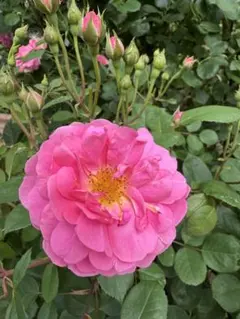 ウィ様専用 大神晃牙、ユニット衣装アクスタ