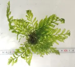 やーぱン様 リクエスト 2点 まとめ商品