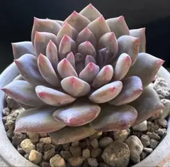 ユ*ー様 No.g157新品種　橙星　エケベリア　多肉植物　撮影10月31日