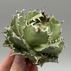 2025年最新】フィリグリー アガベの人気アイテム - メルカリ