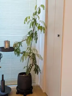 2026年最新】エバーフレッシュの人気アイテム - メルカリ