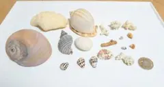 石垣島 貝殻 珊瑚 ヒレシャコガイ ツメタガイ カズラガイ マダライモガイ