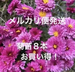 秋咲き菊苗8本☆ お得用♪メルカリ便発送のサムネイル