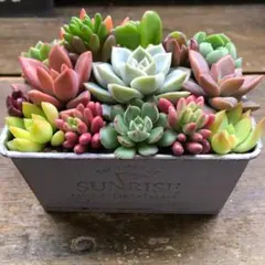 ○ブリキ鉢の多肉寄せ植え♡多肉植物♡可愛い♡もりもり♡インテリア